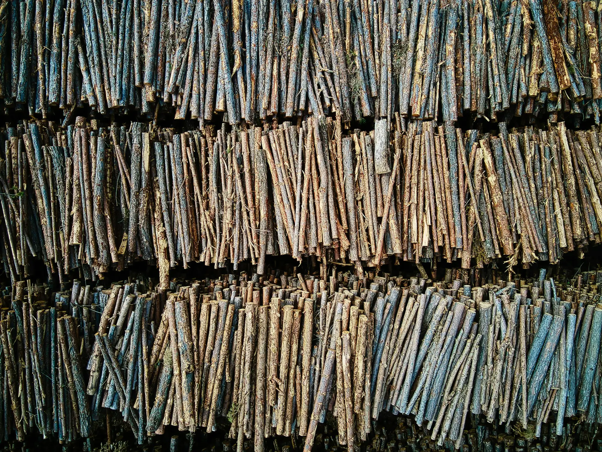 a large group of fish